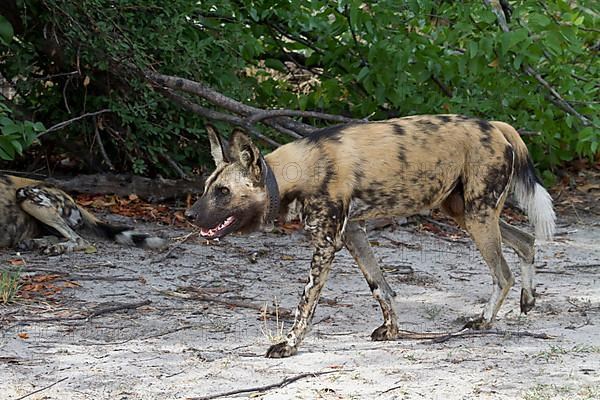 African wild dog