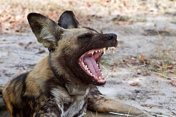 African wild dog