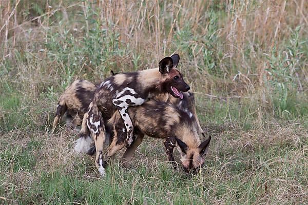 African wild dog