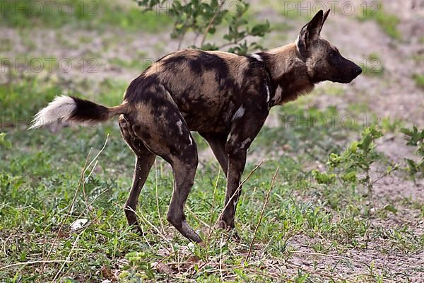 African wild dog