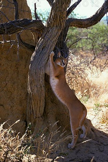 Desert Lynx