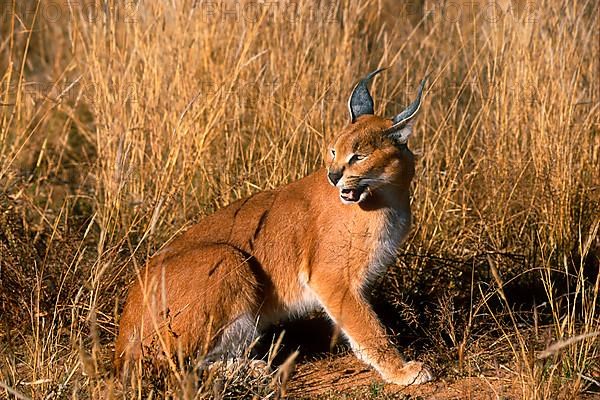 Caracals