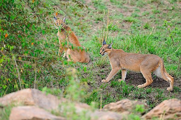 Caracal