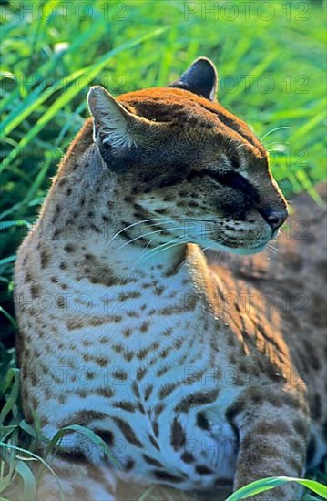African golden cat
