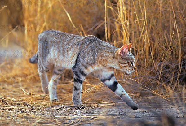 African Wild Cat