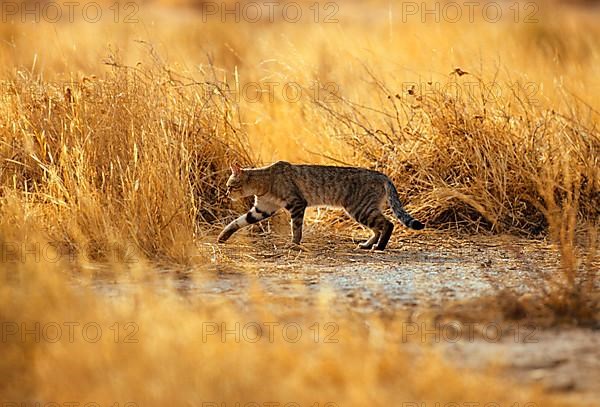 Falcon Cat