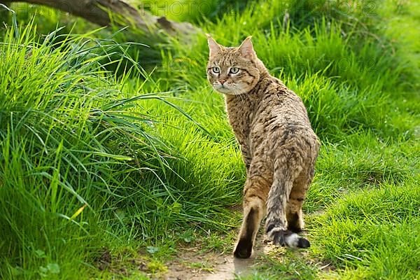 Asian wild cat