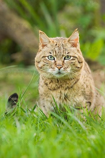 Asian wild cat