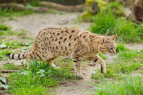 Asian wild cat