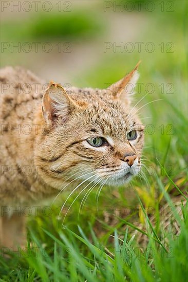 Asian wild cat