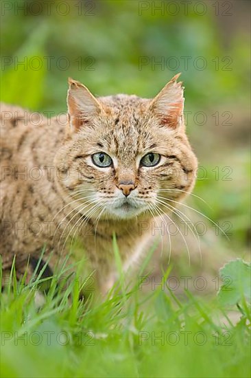 Asian wild cat