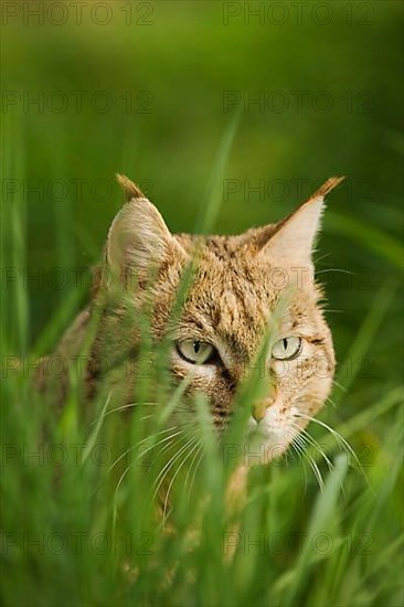 Asian wild cat