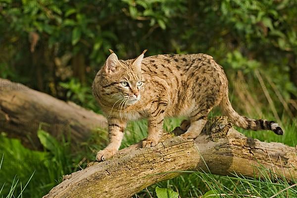 Asian wild cat