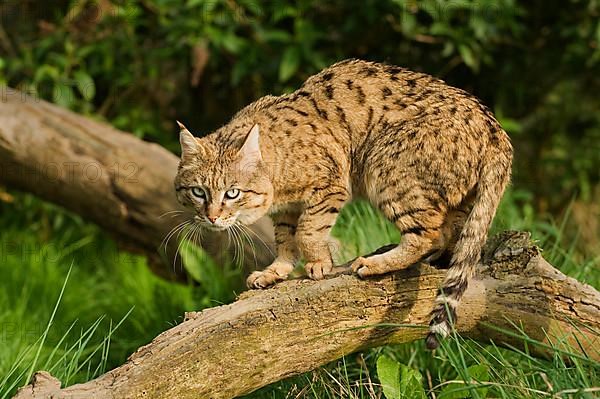 Asian wild cat