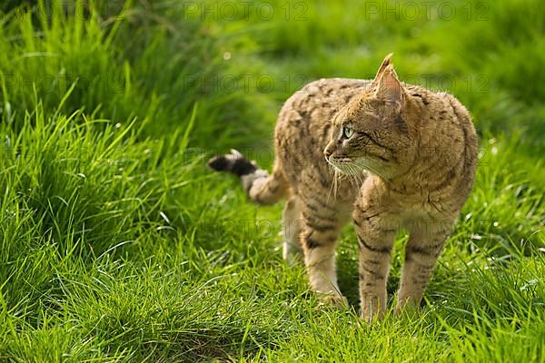 Asian wild cat