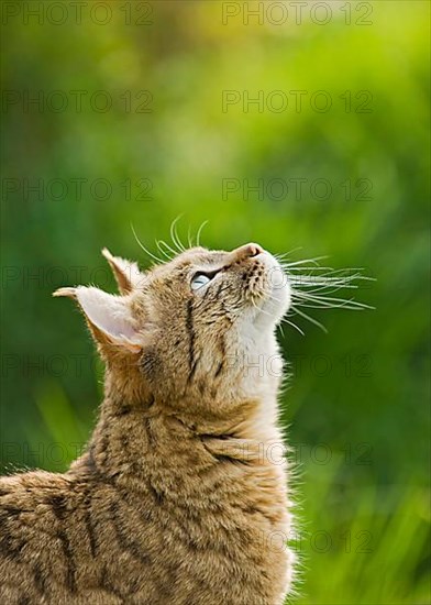Asian wild cat
