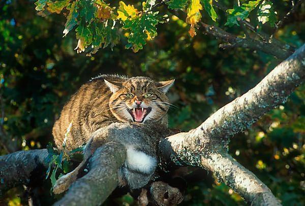 European wild cat