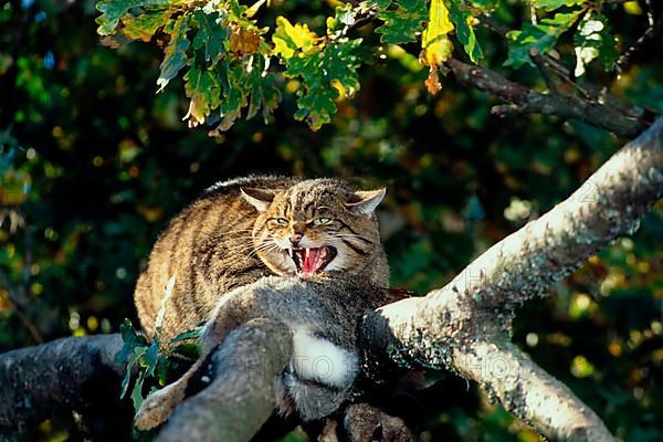 European wild cat