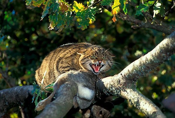 European wild cat