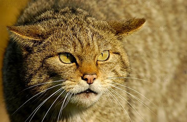 European wild cat