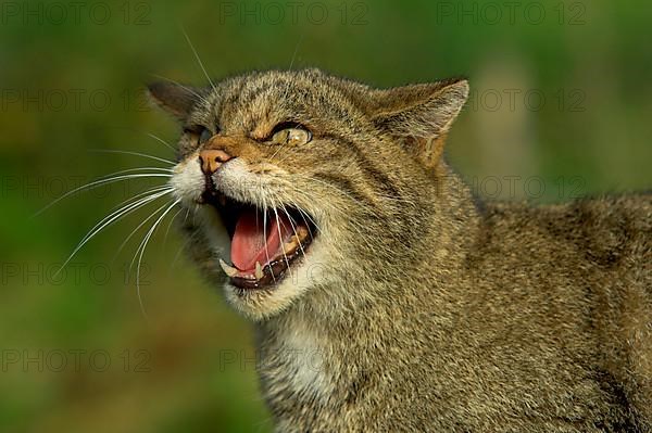 European wild cat