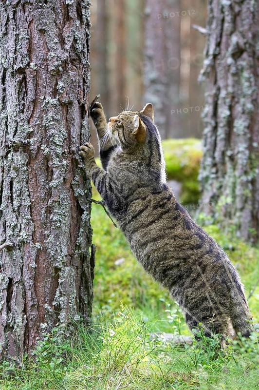 European Tree Cat European Wild Cat - Photo12-imageBROKER-Tony Hamblin