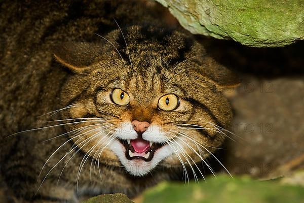 European Wild Cat