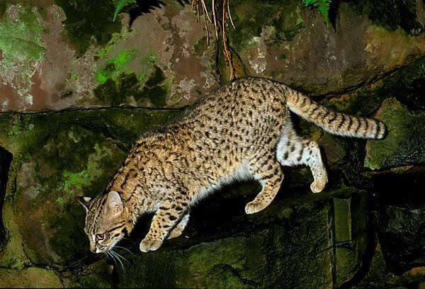 Geoffroy's Cat