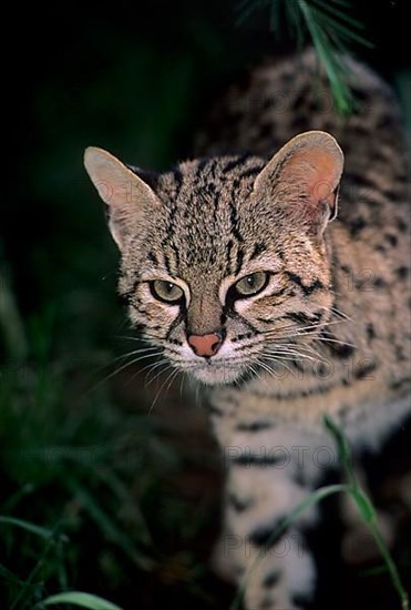 Geoffroy's Cat