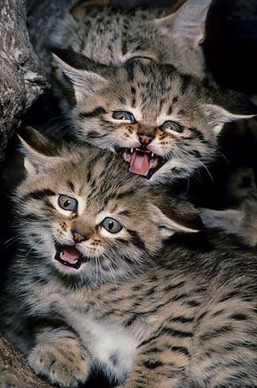 Asian wild cat