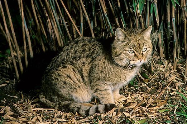 Asian wild cat