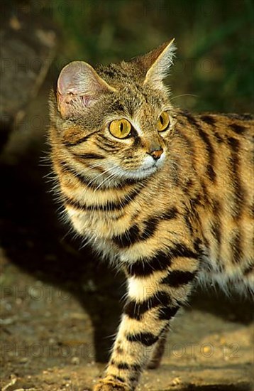 Black-footed cat