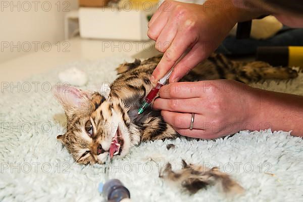 Black-footed cat