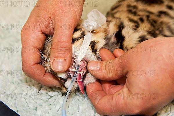 Black-footed cat