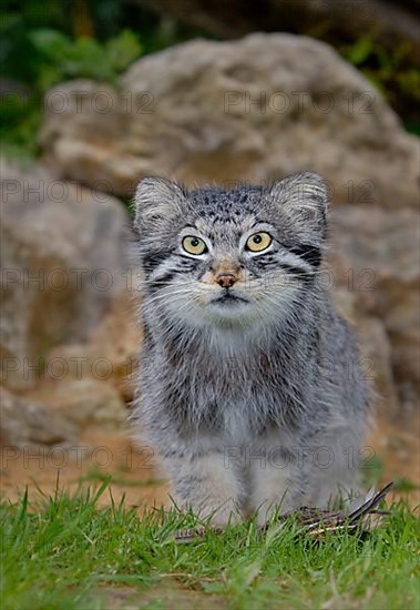 Pallas' cat