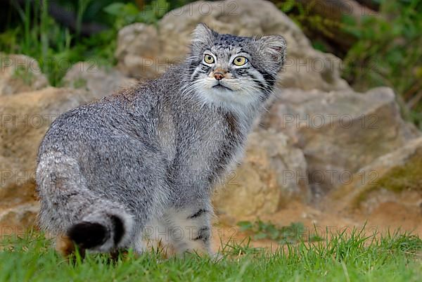 Manul