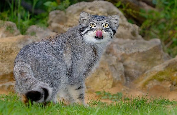 Pallas' cat