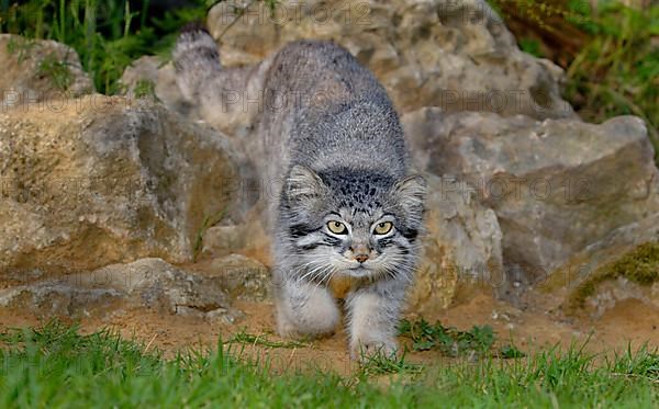 Pallas' cat