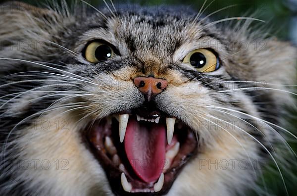 Pallas's Cat