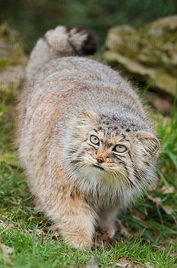 Pallas' cat