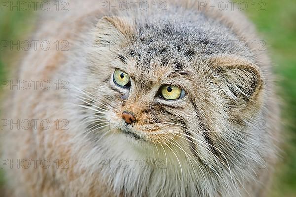 Pallas's Cat