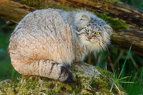 Pallas' cat