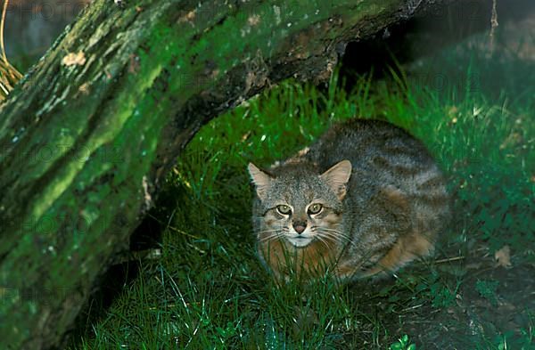 Pampas cat