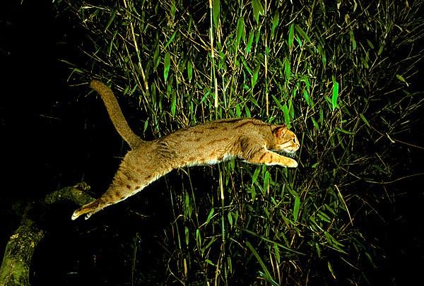 Rusty-spotted cat