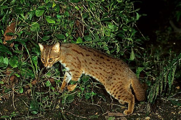 Rusty-spotted cat