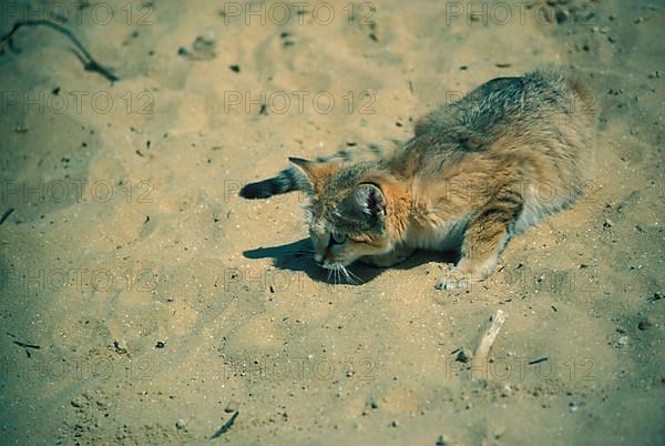 Sand Cat