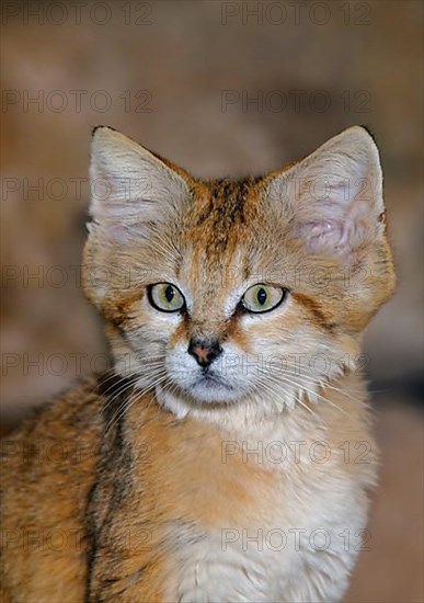 Sand cat