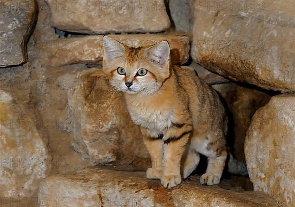 Sand cat