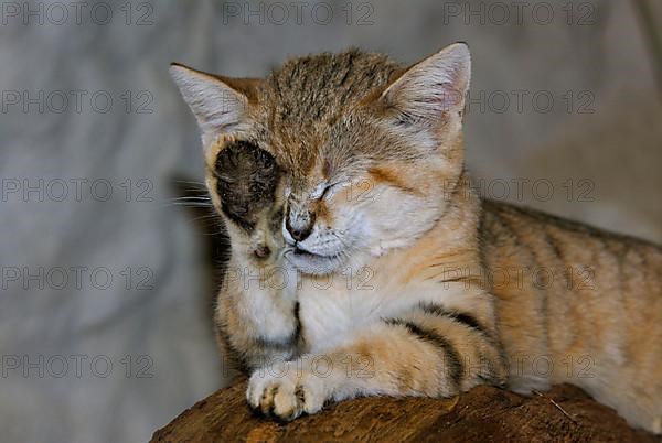 Sand cat