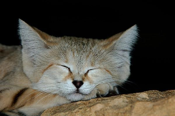 Sand cat